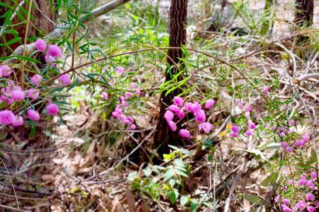 36−1　オーストラリアの田舎で暮らせば