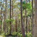 38−1　オーストラリアの田舎で暮らせば