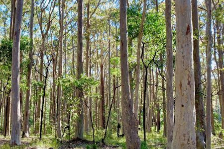38−1　オーストラリアの田舎で暮らせば