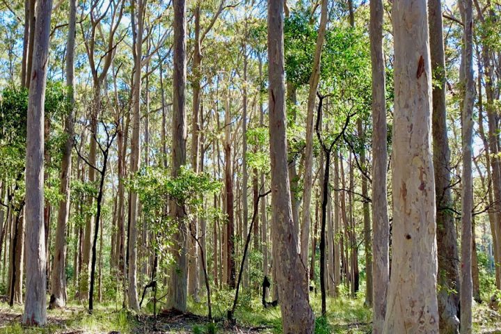 38−1　オーストラリアの田舎で暮らせば