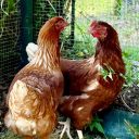 41−2　オーストラリアの田舎で暮らせば