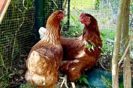 41−2　オーストラリアの田舎で暮らせば