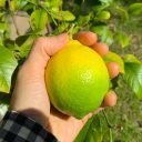 43−1　オーストラリアの田舎で暮らせば