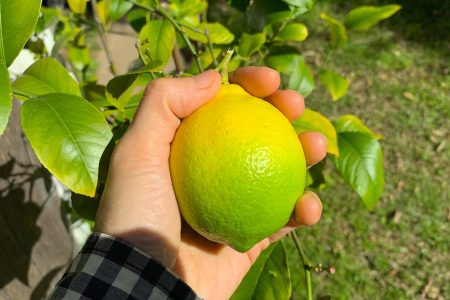 43−1　オーストラリアの田舎で暮らせば