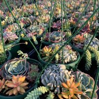 DEA062B1-1A36-46DA-9B22-FBF5C505F1BA