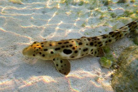 Epaulette_Shark.10cd8d9.width-1200.fa3a9eb
