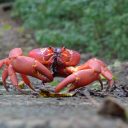 Gecarcoidea_natalis_2