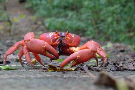 Gecarcoidea_natalis_2