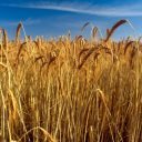 Grain-ScienceImage-BU5196