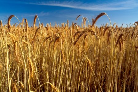 Grain-ScienceImage-BU5196