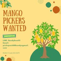 MANGO-pickers-wanted-1