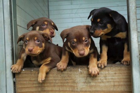 Muster-Dogs-Puppies_S