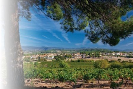 Vignoble de St Frichoux