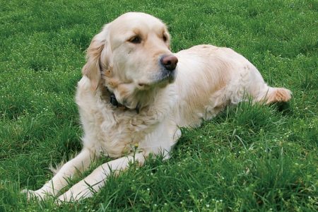 NA2108_DOGL_L1