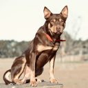 NA2109_DOGL_L1