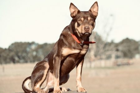 NA2109_DOGL_L1