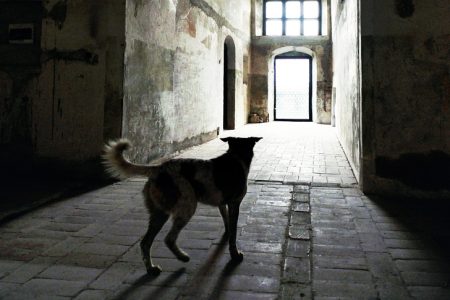 NA2111_DOGL_L1