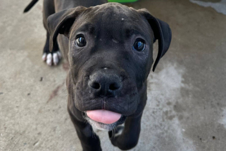 PUPPY