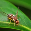 Queensland_Fruit_Fly_-_Bactrocera_tryoni