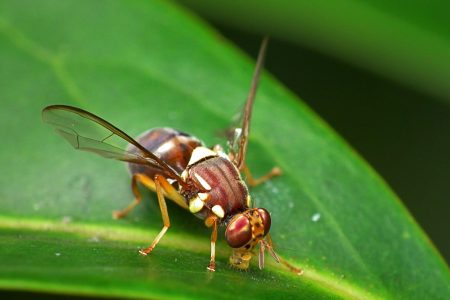 Queensland_Fruit_Fly_-_Bactrocera_tryoni