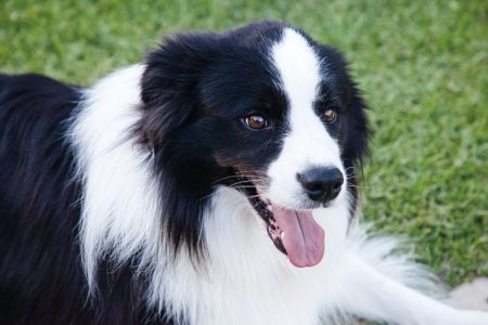 W2103_DOGL_L1