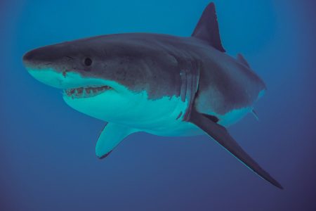 White_Shark_Susanne_Spindler.30e2957.width-1200.5021e5f