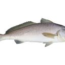 blackjewfish