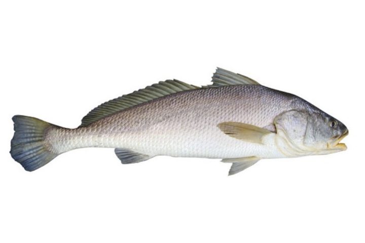 blackjewfish