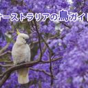 cockatoo10Nov24-3