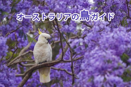cockatoo10Nov24-3