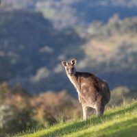 kangaroo-7423042_1280-1-1-1 kangaroo-7423042_1280-1-1-1