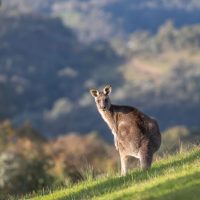 kangaroo-7423042_1280