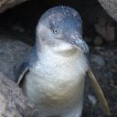 little_penguin