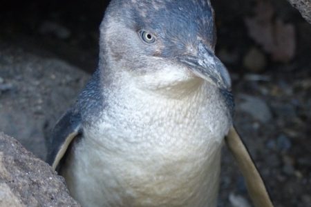 little_penguin