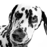 paddo-dog
