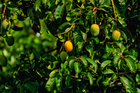 rajendra-biswal-BafVsMpoSF0-unsplash