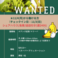 バナナ求人-2-1
